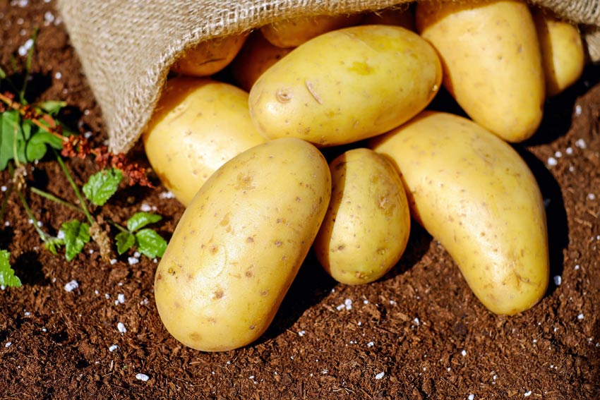 Kartoffeln und Kohlenhydrate: Stärke