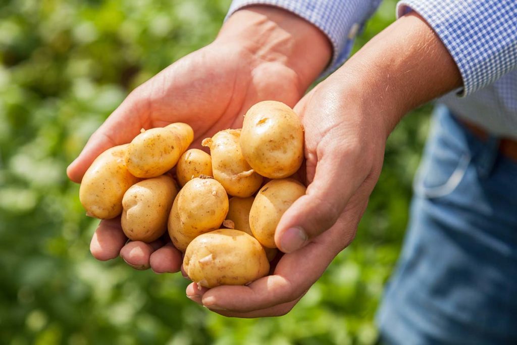 Der Kartoffelknödel als Klassiker der deutschen Küche